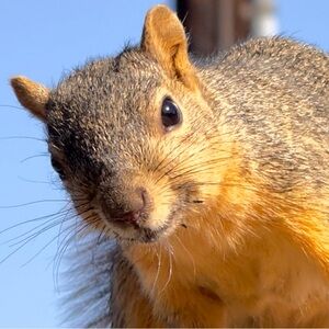 Meet your Posher, Bandit